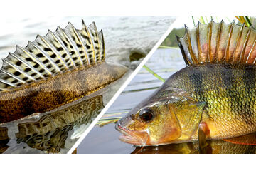 Zvýhodněné sestavy candát / okoun