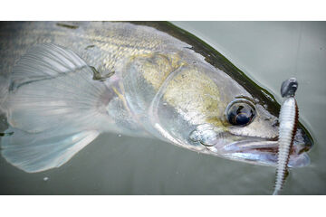 Zvýhodněné sestavy na candáty