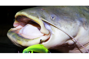 Zvýhodněné sady nástrah na sumce